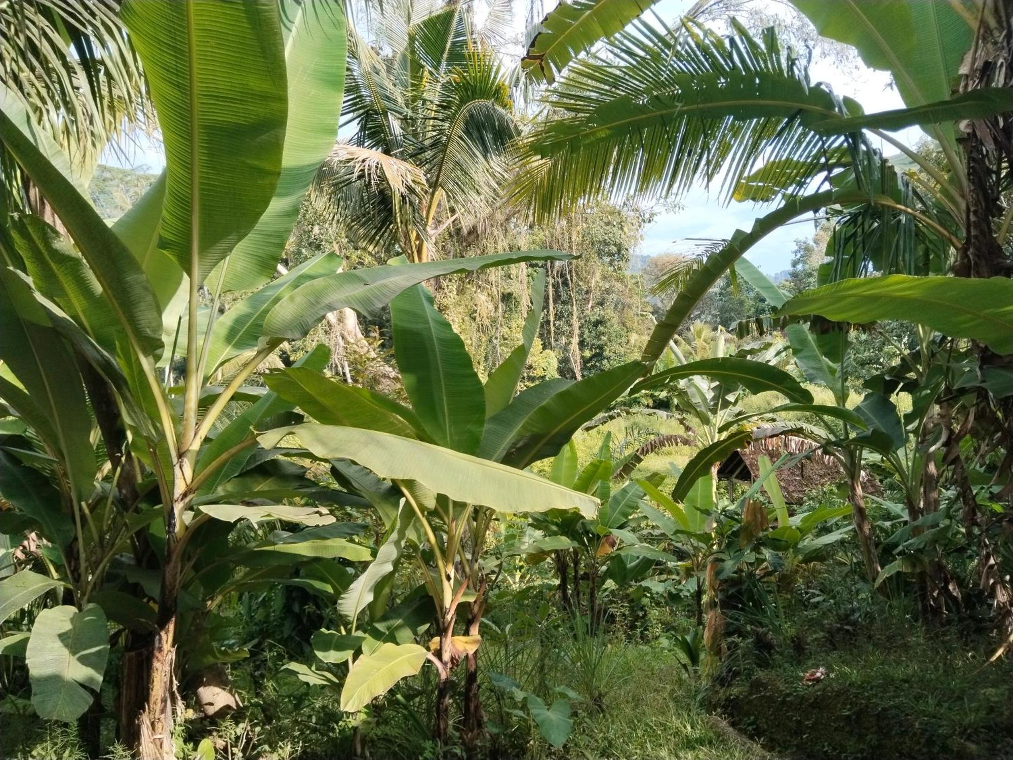 Khrisna Hs And Cottages Sidemen  Esterno foto